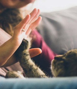 Person being high-fived by a kitty